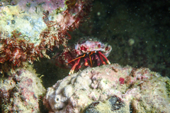 Calcinus tibicen