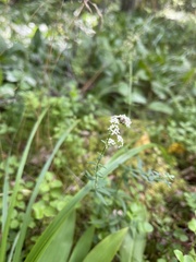 Galium boreale