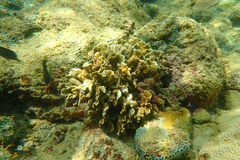 Millepora complanata