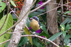 Pipraeidea melanonota