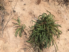 Euphorbia silenifolia