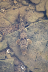 Hypentelium nigricans