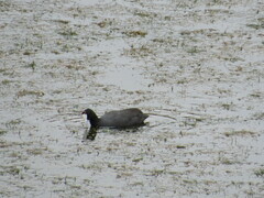 Fulica cristata