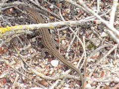 Psammodromus edwarsianus