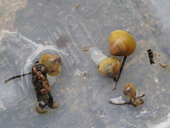 Corbicula fluminalis