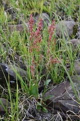 Rumex lapponicus