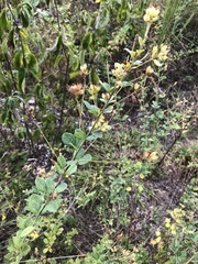 Lespedeza hirta