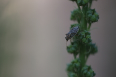 Rhopalus parumpunctatus