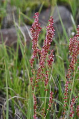 Rumex lapponicus