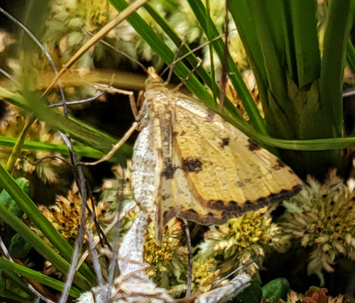 Sulphur Angle photo 5