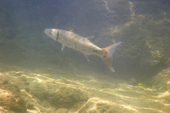 Sphyraena barracuda