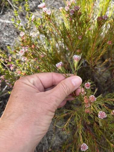 Image of Serruria nervosa by (c) Charleen Brunke, some rights reserved (CC BY)