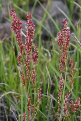 Rumex lapponicus