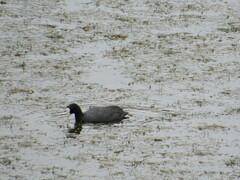 Fulica cristata