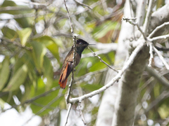 Chrysolampis mosquitus