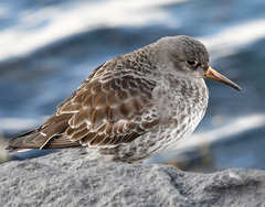 Calidris maritima