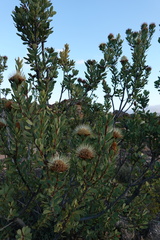 Protea glabra