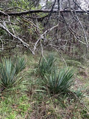 Yucca filamentosa