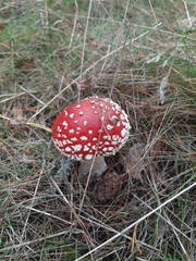 Amanita muscaria