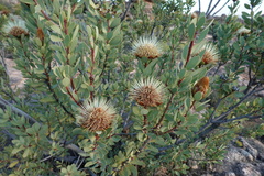 Protea glabra