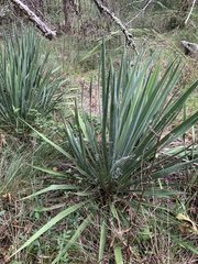 Yucca filamentosa