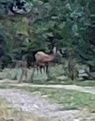 Cervus elaphus