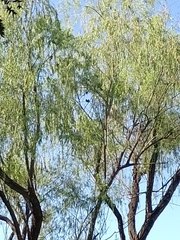 Eupsittula canicularis