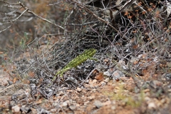 Chamaeleo chamaeleon chamaeleon