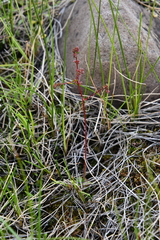 Micranthes foliolosa