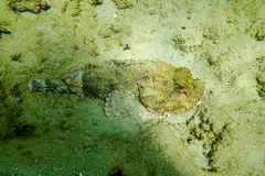 Scorpaena plumieri