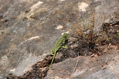 Chamaeleo chamaeleon chamaeleon