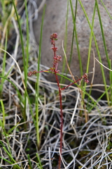 Micranthes foliolosa