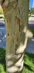 Platanus occidentalis