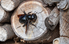 Xylocopa violacea