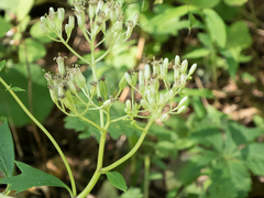 Arnoglossum atriplicifolium
