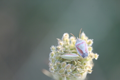 Piezodorus lituratus