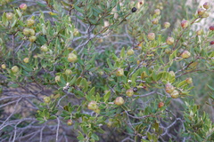 Phylica oleifolia