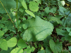 Eurybia schreberi