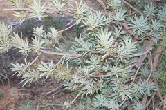 Podocarpus elongatus