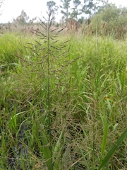 Coleataenia rigidula