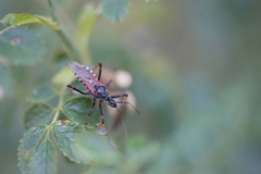 Rhynocoris annulatus