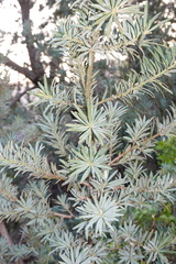 Podocarpus elongatus