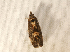 Gymnandrosoma punctidiscanum