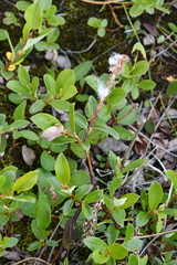 Salix saxatilis