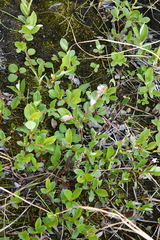 Salix saxatilis