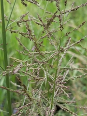 Coleataenia rigidula