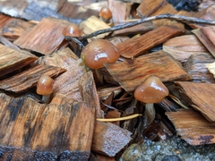Psilocybe cyanescens
