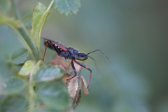Rhynocoris annulatus