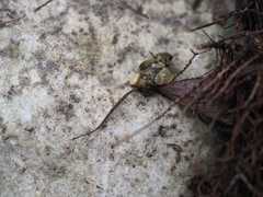 Agriotypus armatus