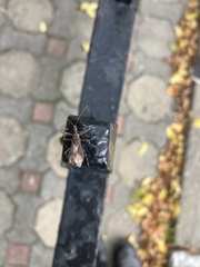 Acholla multispinosa